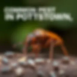 Infographic showcasing common pests found in Pottstown
