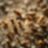A close-up of common pests found in Thornton, CO