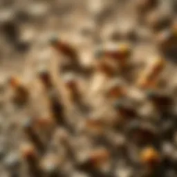 A close-up of common pests found in Thornton, CO