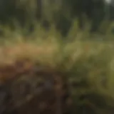 A close-up view of pine needle damage caused by pests