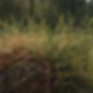 A close-up view of pine needle damage caused by pests