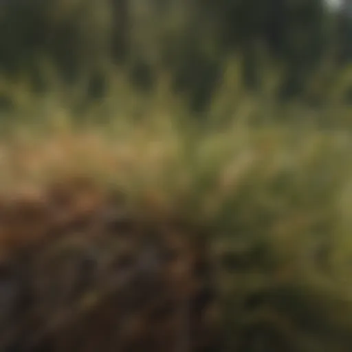 A close-up view of pine needle damage caused by pests