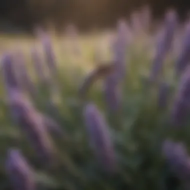 Close-up of Lavender plants known for attracting mosquitoes