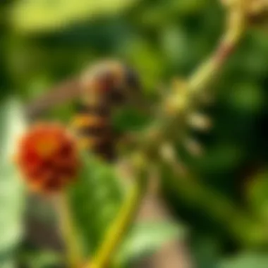 Notable Plants That Deter Bees and Wasps: An In-Depth Exploration Notable Plants That Deter Bees and Wasps: An In-Depth Exploration