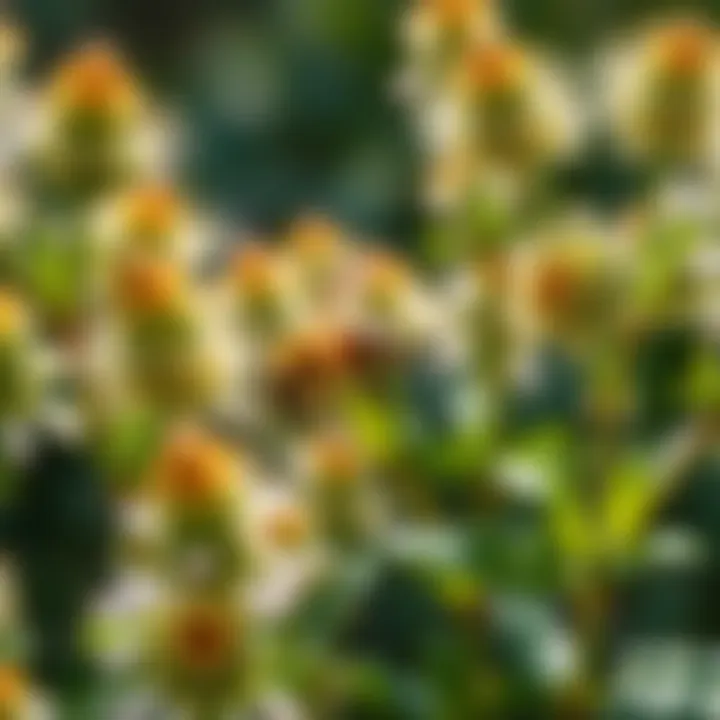 Plants That Deter Bees and Wasps: An In-Depth Exploration Summary