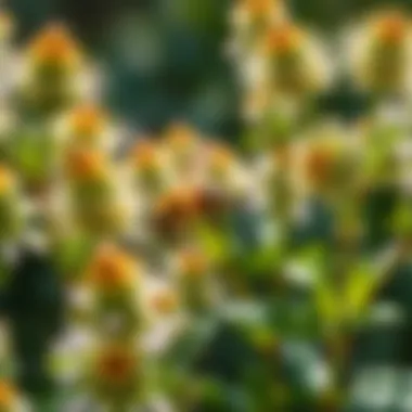 Plants That Deter Bees and Wasps: An In-Depth Exploration Summary Plants That Deter Bees and Wasps: An In-Depth Exploration Summary