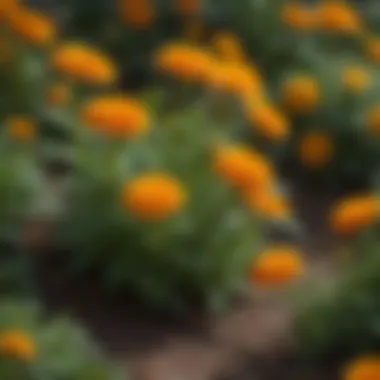 Vibrant marigold flowers known for repelling gophers