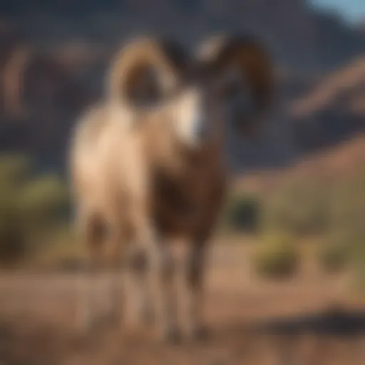 Illustration of ram pests common in Yuma