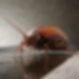 Close-up view of a cockroach in a drain