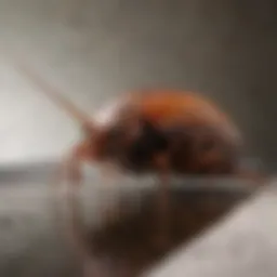 Close-up view of a cockroach in a drain