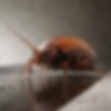 Cockroach in Drain Close-up view of a cockroach in a drain