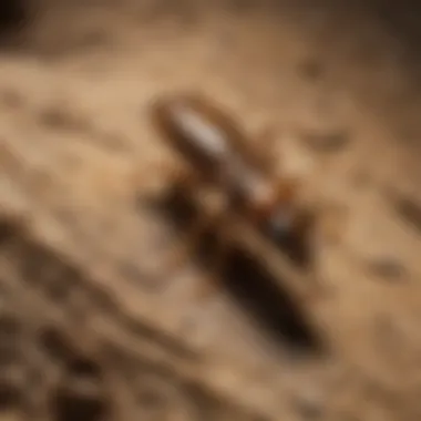 Common termite species in southeastern US