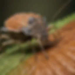 Close-up of a stink bug on a leaf
