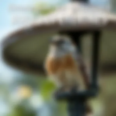 Strategies for Effective Backyard Bird Deterrents Summary Strategies for Effective Backyard Bird Deterrents Summary