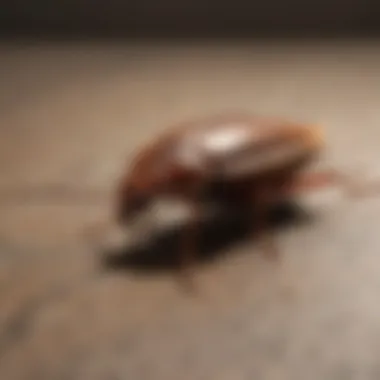Effective Preventive Measures Against Cockroaches Preventive measures against cockroach infestation