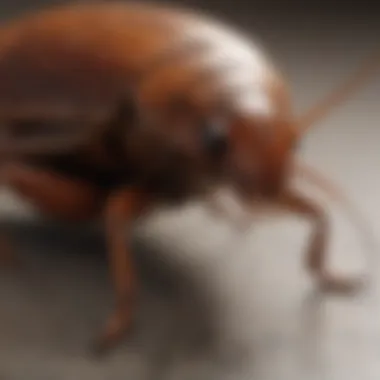 Close-up view of a cockroach in a residential setting