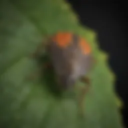 Close-up view of a stink bug on a leaf