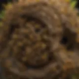 Close-up view of a yellow jacket nest showcasing its intricate structure.