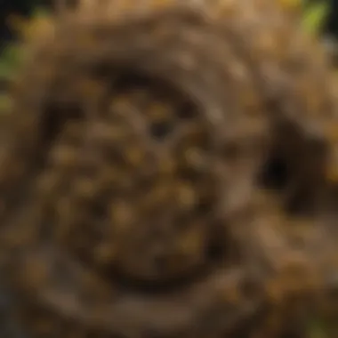 Close-up view of a yellow jacket nest showcasing its intricate structure.