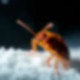 Bed bug in a cold environment