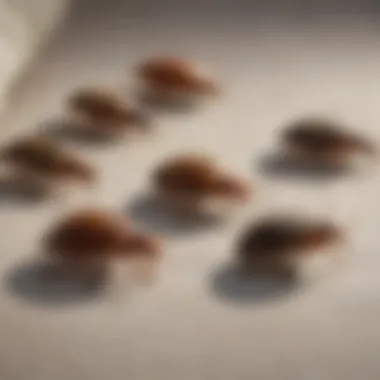 Illustration depicting the life cycle of bed bugs