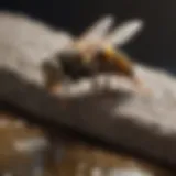 Natural ingredients for repelling wasps