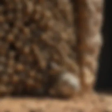 Wasp nest monitoring