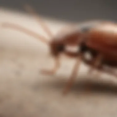 Understanding the Bed Bug Life Cycle Illustration of bed bug life cycle