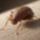 Close-up view of a bed bug on fabric
