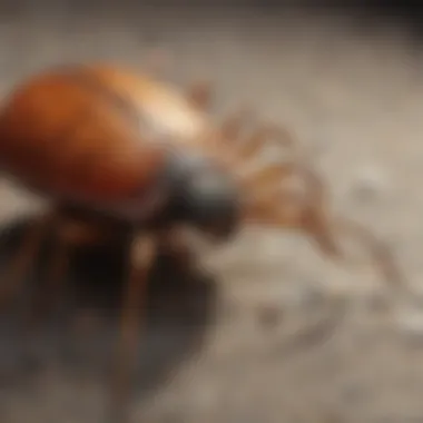 Strategies for Effective Tick Management Preventive measures against ticks illustrated