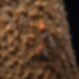 Close-up of a Trinity termite colony