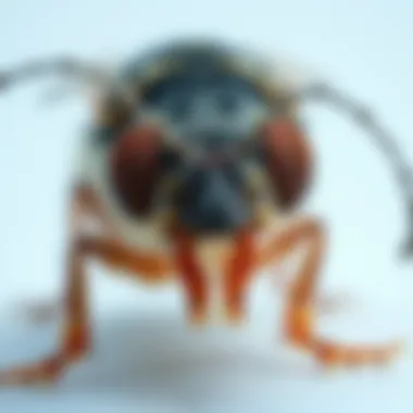 Understanding Alpine WSG Fleas: Insight into Behavior, Prevention, and Management Summary