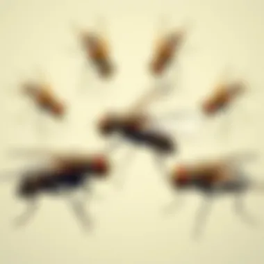 Fly Breeding Behaviors Illustration depicting fly breeding behaviors in different environments.