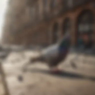 A schematic diagram illustrating the impact of pigeons on urban environments.