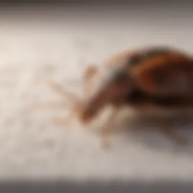 Close-up view of bed bugs on a mattress