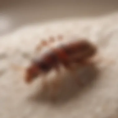 Techniques for identifying bed bug signs