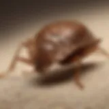 Close-up view of a bed bug on fabric