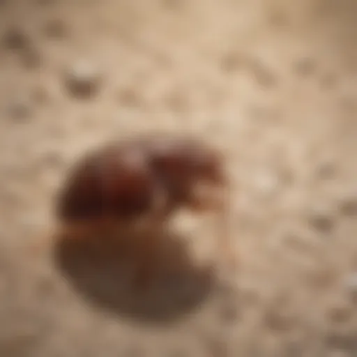 Illustration of bed bug eggs