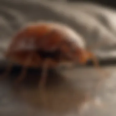 Nymph stage of bed bugs depicted