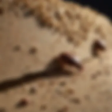 Ideal Habitat for Bed Bugs: A Breeding Ground Bed bug habitat showing environmental conditions