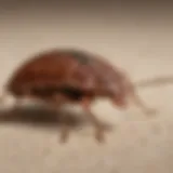 Close-up of a bed bug on fabric