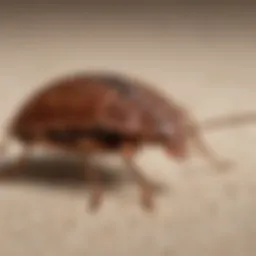 Close-up of a bed bug on fabric