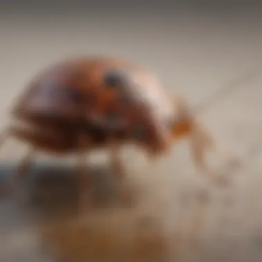 Formulations of Bed Bug Sprays Various formulations of bed bug spray