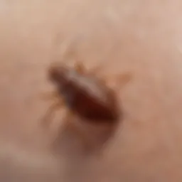 Close-up view of bed bug bite marks on skin