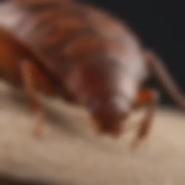 Detailed Examination of Bed Bug Skins Close-up view of bed bug skins