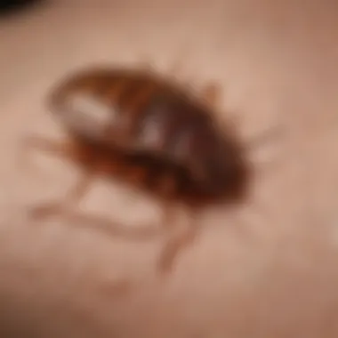 Identification of Bed Bug Bite Symptoms Symptoms of bed bug bites on skin