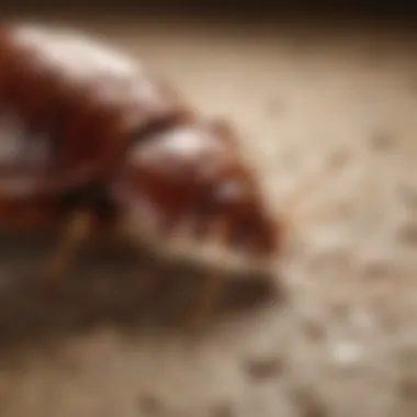 Strategies for Treating Bed Bug Infestations Effective treatment methods for bed bug infestations
