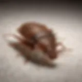 Close-up of a bed bug hiding in a mattress seam