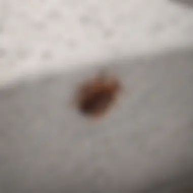 Close-up view of a high-quality zip mattress cover designed for bed bug protection