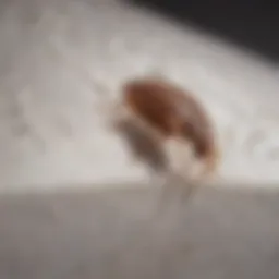 Close-up of bed bug on a mattress
